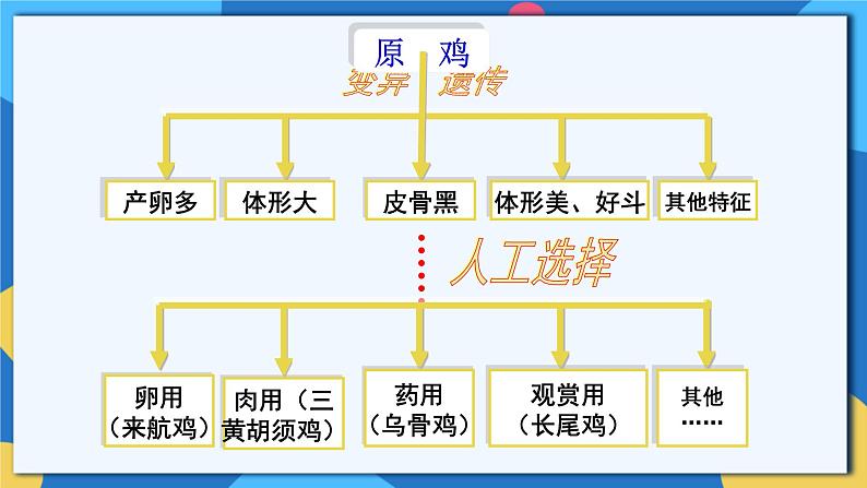 苏科版生物八年级下册   23.3  生物进化的原因 课件07