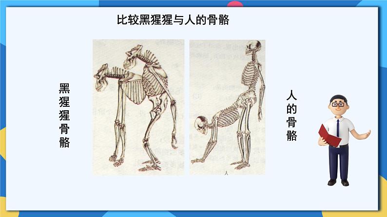 苏科版生物八年级下册  23.4 人类的起源和进化 课件06