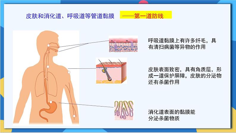 苏科版生物八年级下册   第24章  人体对疾病的抵御（章节复习课件）05