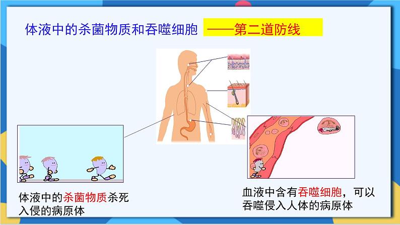 苏科版生物八年级下册   第24章  人体对疾病的抵御（章节复习课件）06