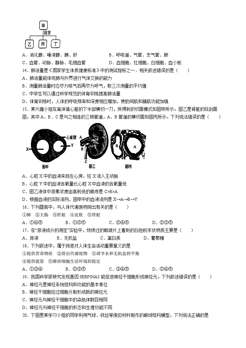 安徽省宿州市埇桥区2023-2024学年七年级下学期期末质量检测生物试卷(无答案)第3页