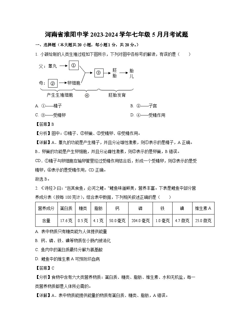 [生物]河南省淮阳中学2023-2024学年七年级下学期5月月考试题(解析版)01