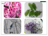 人教版 初中生物七年级上册1.1.2生物的特征课件+视频