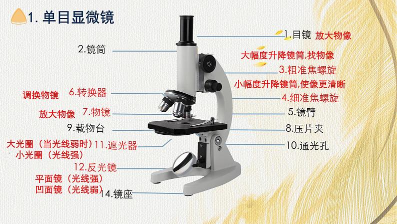 人教版 初中生物七年级上册1.2.1学习使用显微镜课件+视频04