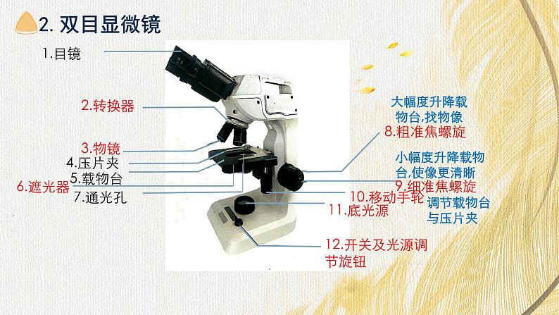 人教版 初中生物七年级上册1.2.1学习使用显微镜课件+视频05