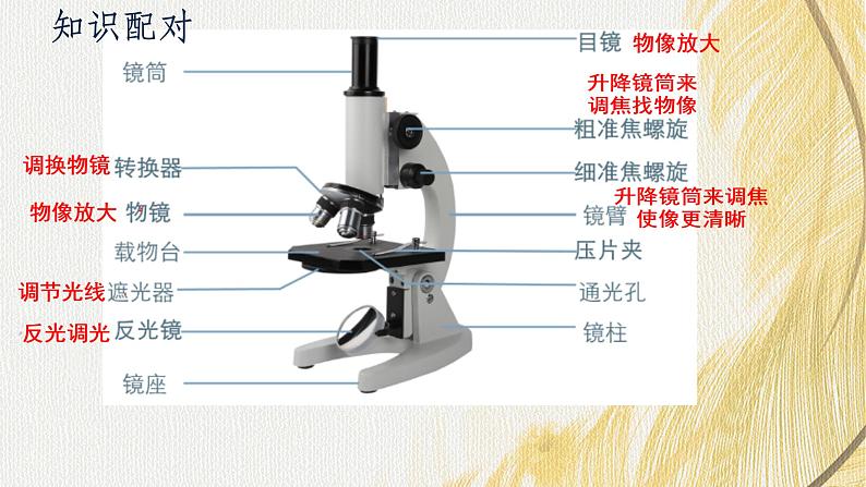 人教版 初中生物七年级上册1.2.1学习使用显微镜课件+视频07