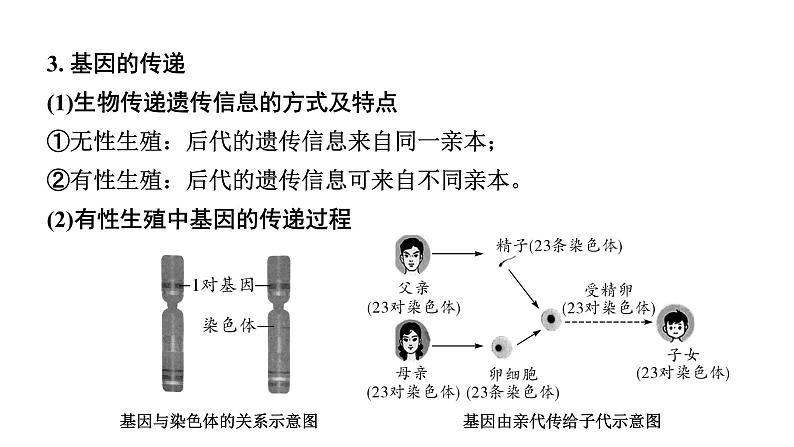 2024徐州中考生物二轮中考考点研究 第17讲 生物的遗传与变异 （课件）第5页