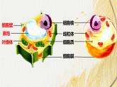 人教版 初中生物七年级上册1.2.4细胞的生活课件+视频