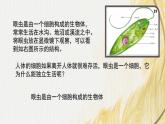 人教版 初中生物七年级上册1.3.4单细胞生物课件+视频