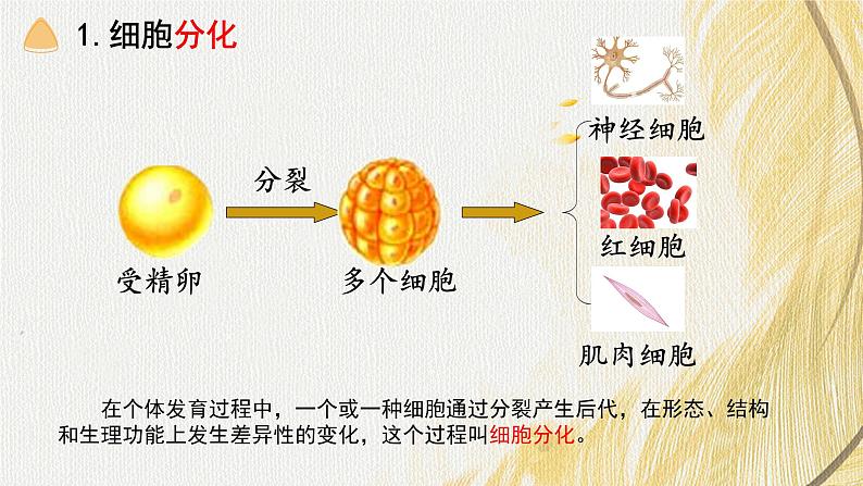 人教版 初中生物七年级上册1.3.2动物体的结构层次课件+视频08