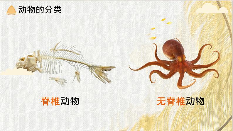 人教版 初中生物七年级上册2.2.1无脊椎动物课件+视频04