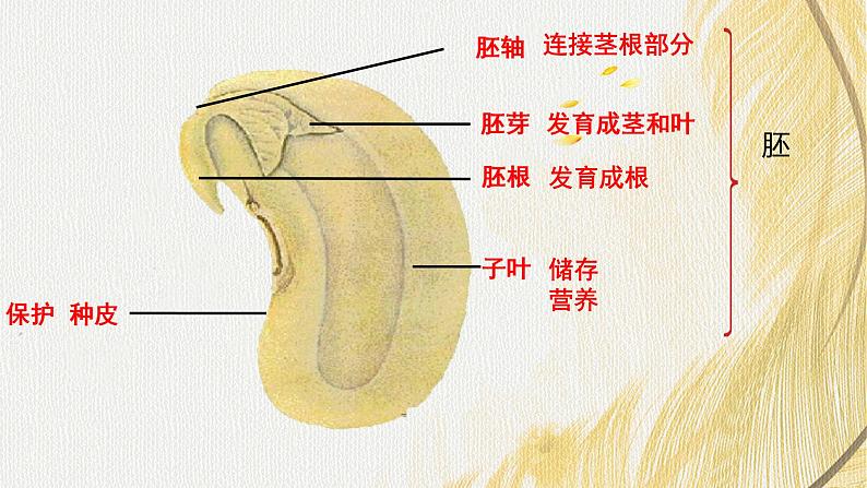 人教版 初中生物七年级上册2.1.2种子植物课件+视频08