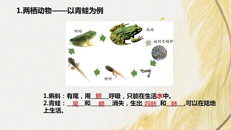 人教版 初中生物七年级上册2.2.2.2两栖动物和爬行动物课件+视频04