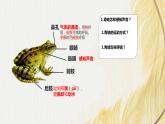 人教版 初中生物七年级上册2.2.2.2两栖动物和爬行动物课件+视频