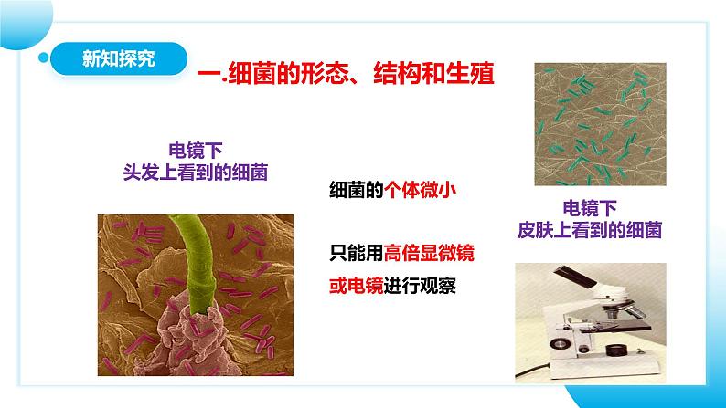 【核心素养目标】人教版初中生物七年级上册2.3.2《细菌》课件+视频+教学设计+同步分层练习（含答案）07