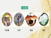 人教版 初中生物七年级上册2.3.3真菌课件+视频