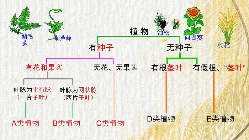 人教版 初中生物七年级上册2.4.1尝试对生物进行分类课件+视频07