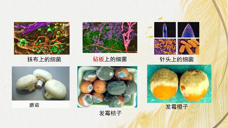 人教版 初中生物七年级上册2.3.1微生物的分布课件+视频01