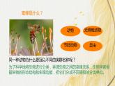 人教版 初中生物七年级上册2.4.2从种到界课件+视频