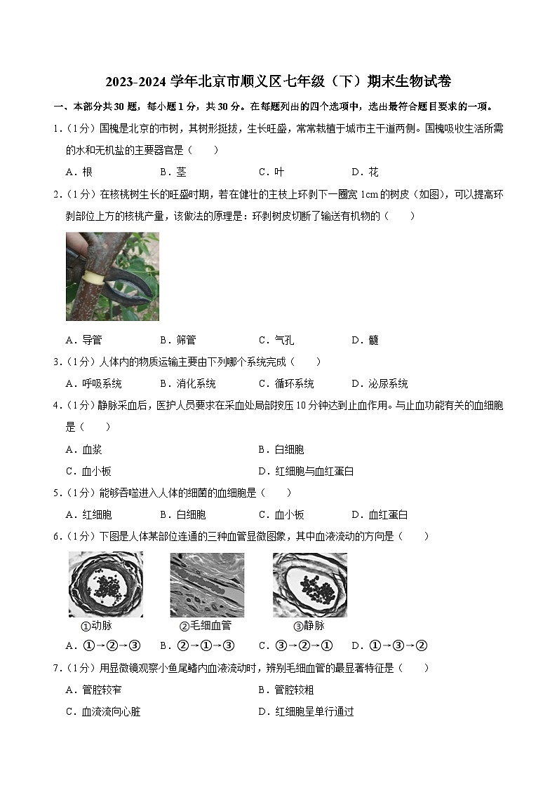 北京市顺义区2023-2024学年七年级下学期期末生物试卷第1页