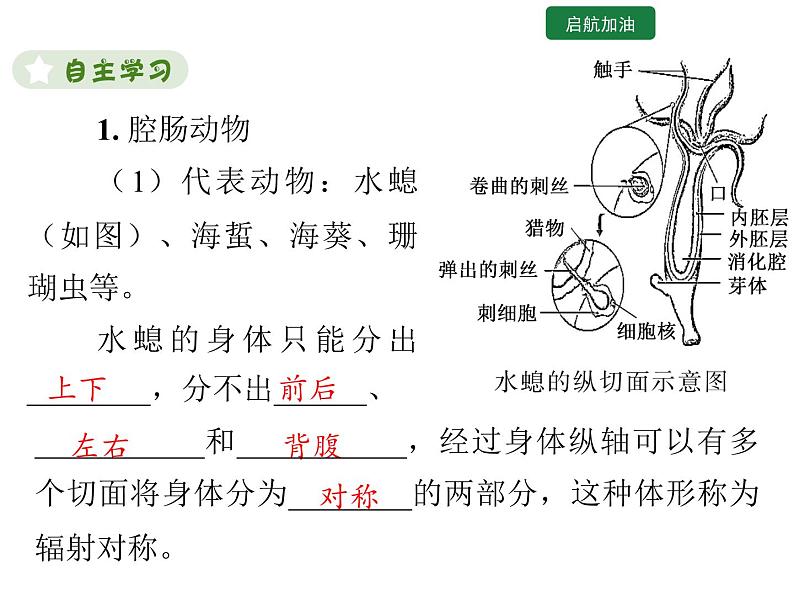 5.1.1 腔肠动物和扁形动物 课件2024年初中秋季人教版生物八年级上册03