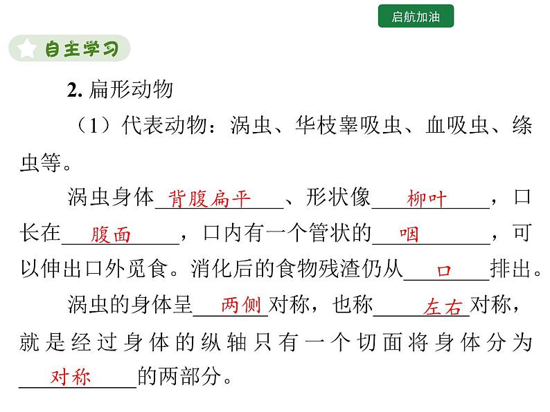 5.1.1 腔肠动物和扁形动物 课件2024年初中秋季人教版生物八年级上册05