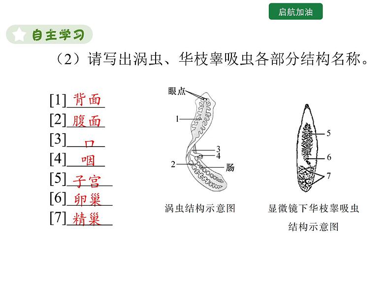 5.1.1 腔肠动物和扁形动物 课件2024年初中秋季人教版生物八年级上册06