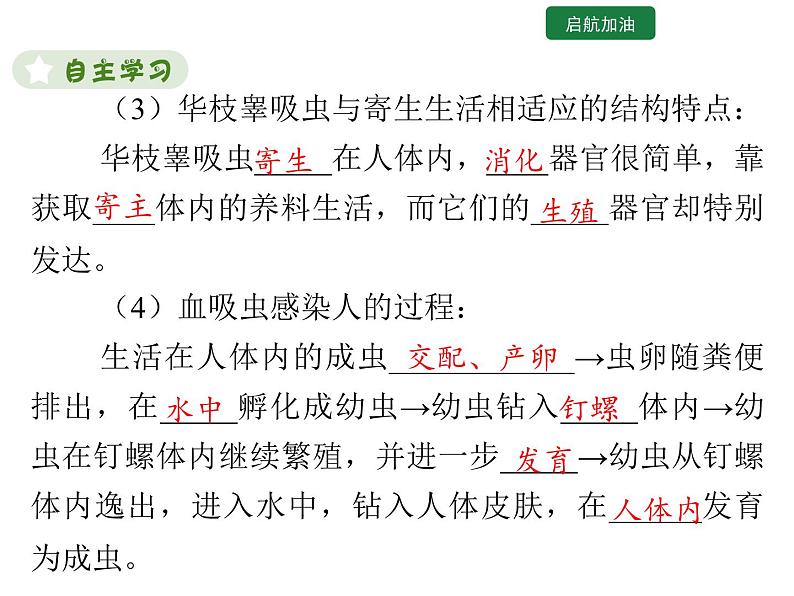 5.1.1 腔肠动物和扁形动物 课件2024年初中秋季人教版生物八年级上册07