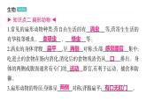 5.1.1 腔肠动物和扁形动物习题课件2024年初中秋季人教版生物八年级上册