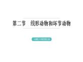 5.1.2 线形动物和环节动物 习题课件2024年初中秋季人教版生物八年级上册