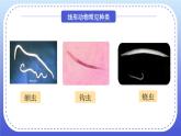 5.1.2线形动物和环节动物课件2024年初中秋季人教版生物八年级上册
