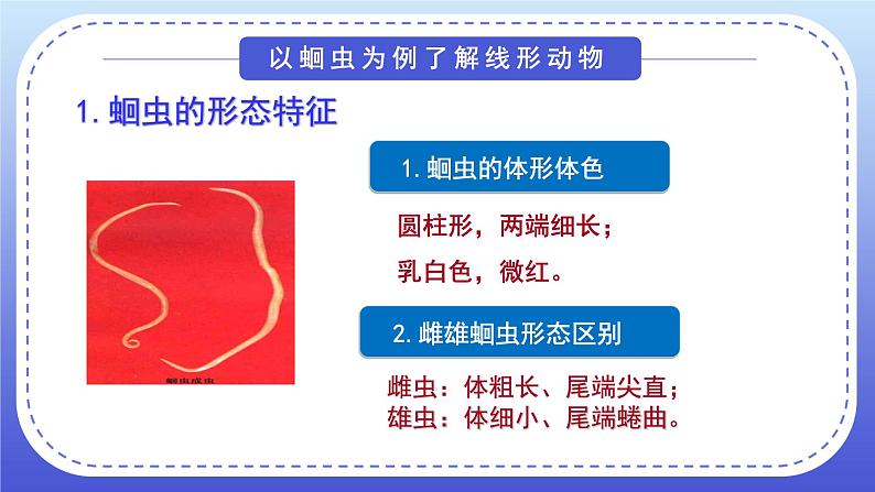 5.1.2线形动物和环节动物课件2024年初中秋季人教版生物八年级上册06