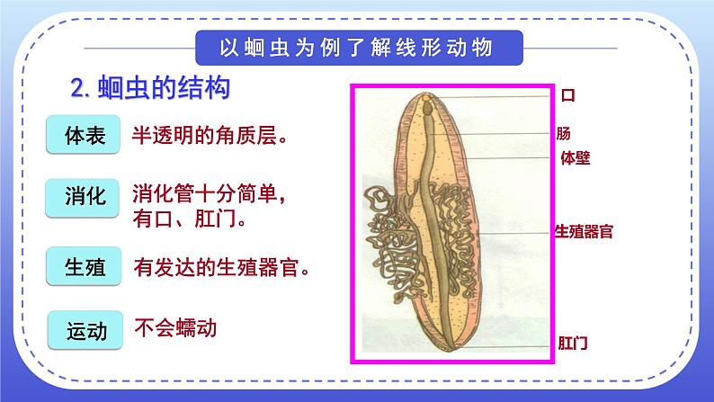 5.1.2线形动物和环节动物课件2024年初中秋季人教版生物八年级上册07