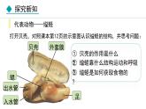 5.1.3  软体动物和节肢动物课件2024年初中秋季人教版生物八年级上册