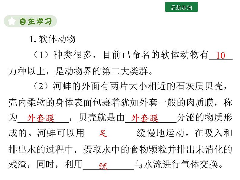 5.1.3 软体动物和节肢动物课件2024年初中秋季人教版生物八年级上册第3页