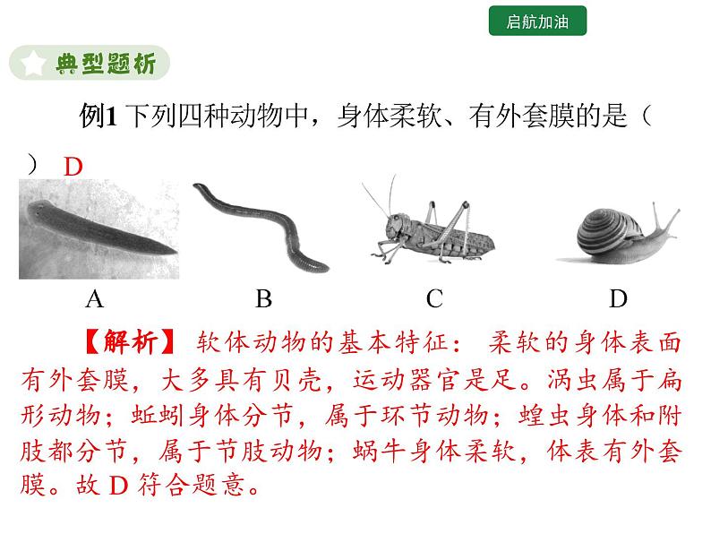 5.1.3 软体动物和节肢动物课件2024年初中秋季人教版生物八年级上册第8页