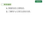5.1.4  鱼 课件2024年初中秋季人教版生物八年级上册