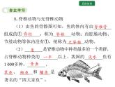 5.1.4  鱼 课件2024年初中秋季人教版生物八年级上册