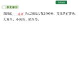 5.1.4  鱼 课件2024年初中秋季人教版生物八年级上册