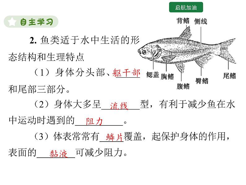 5.1.4  鱼 课件2024年初中秋季人教版生物八年级上册第5页