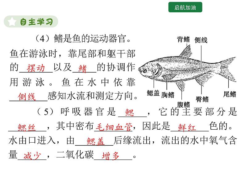 5.1.4  鱼 课件2024年初中秋季人教版生物八年级上册第6页