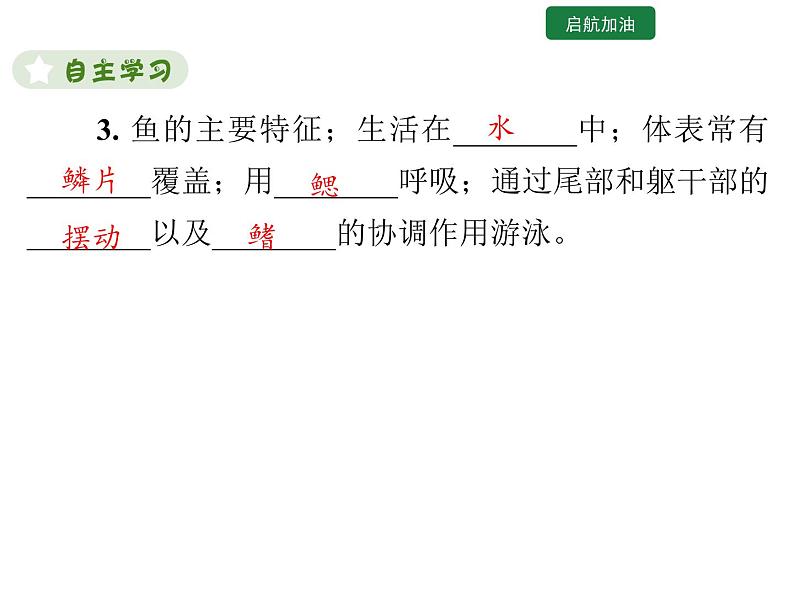 5.1.4  鱼 课件2024年初中秋季人教版生物八年级上册第7页