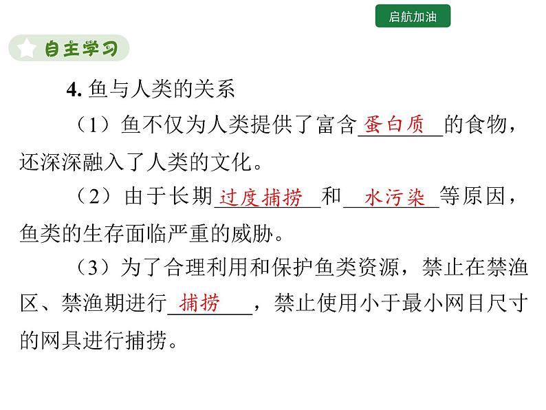 5.1.4  鱼 课件2024年初中秋季人教版生物八年级上册第8页