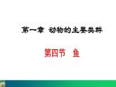 5.1.4  鱼课件2024年初中秋季人教版生物八年级上册