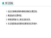 5.1.4  鱼课件2024年初中秋季人教版生物八年级上册