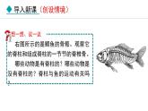 5.1.4  鱼课件2024年初中秋季人教版生物八年级上册