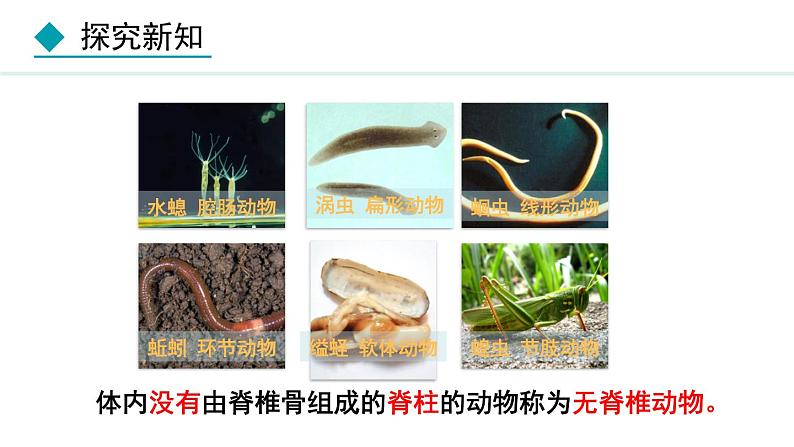 5.1.4  鱼课件2024年初中秋季人教版生物八年级上册第5页