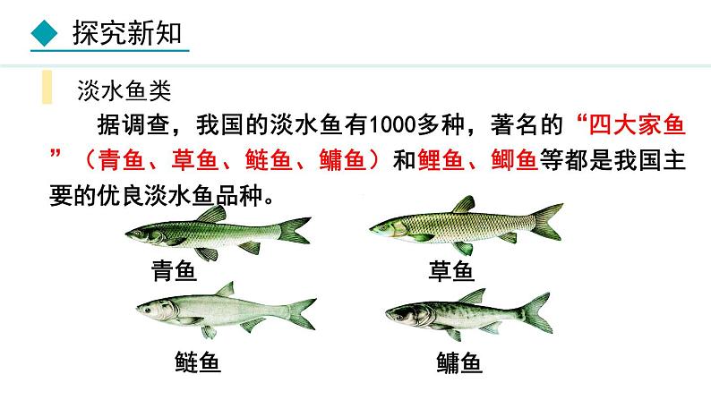 5.1.4  鱼课件2024年初中秋季人教版生物八年级上册第7页