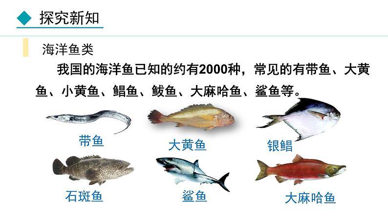 5.1.4  鱼课件2024年初中秋季人教版生物八年级上册第8页