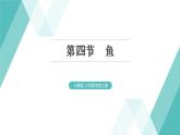 5.1.4 鱼 习题课件2024年初中秋季人教版生物八年级上册